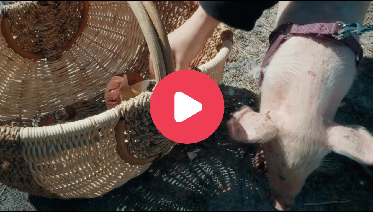 обложка видео